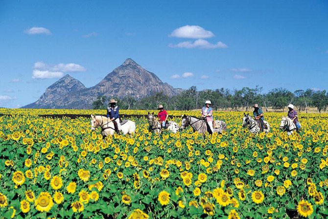 Sunflower fields in bloom, Central Highlands Queensland